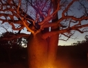 Lagerfeuer unter´m Boab.